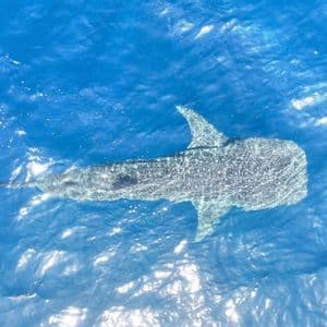 An aerial view of a large whale shark swimming just below the surface in clear, bright blue water.