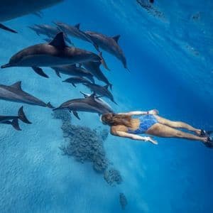 Vue sous-marine d'une personne en maillot de bain bleu faisant du snorkeling avec un banc de dauphins au-dessus d'un fond marin sableux.