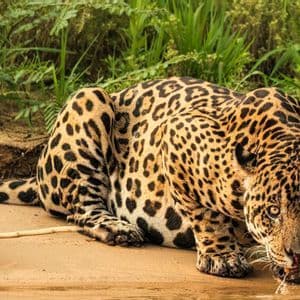 Ein Jaguar hockt an einem sandigen Flussufer, trinkt Wasser und blickt mit üppigem Grün im Hintergrund in die Kamera.