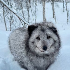 Ein flauschiger, grau-schwarzer Polarfuchs steht im Tiefschnee und blickt in die Kamera, mit Winterwald im Hintergrund.