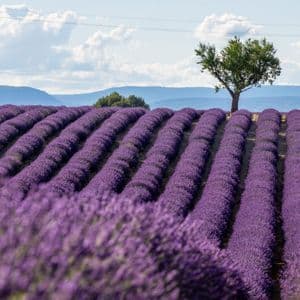 Long, rolling rows of purple lavender stretch across a field toward a solitary tree, with distant mountains under a partly cloudy sky.