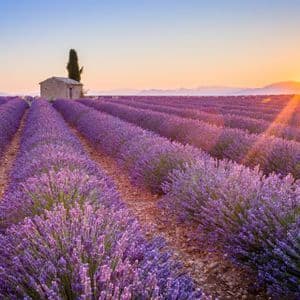 Rows of purple lavender in a field with a small stone house, as the sun sets over distant mountains.