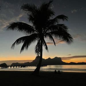 Una palma in silhouette su una spiaggia al tramonto, con un molo e montagne visibili attraverso l'acqua.