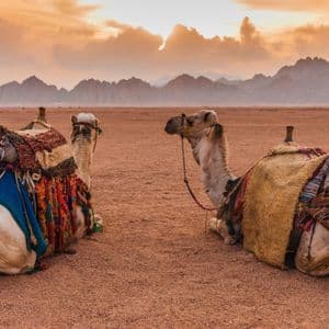 Due cammelli con selle colorate seduti su sabbia rossa del deserto davanti a una catena montuosa al tramonto.