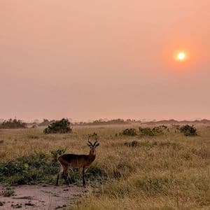 Un antílope con cuernos se destaca en una sabana herbosa al atardecer, con el sol brillando a través de un cielo rosado y brumoso.