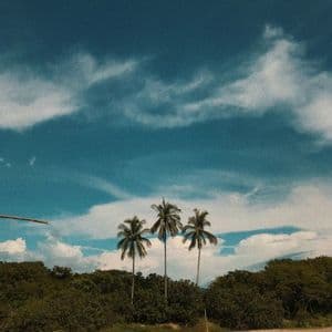 Tres palmeras se alzan en una playa de arena respaldada por un denso bosque bajo un cielo azul con nubes blancas dispersas.