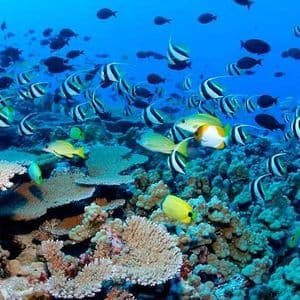 Una vibrante scena sottomarina con banchi di pesci tropicali, inclusi gli idoli moreschi, che nuotano su una colorata barriera corallina.