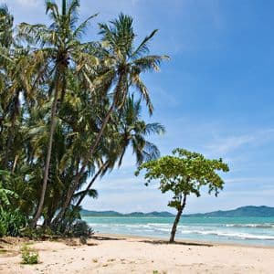 Hohe Palmen und ein kleinerer grüner Baum stehen an einem Sandstrand am Meer, mit fernen Hügeln unter klarem blauem Himmel.