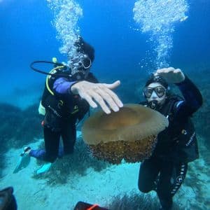 Due subacquei di un viaggio di gruppo WeRoad osservano una grande medusa sott'acqua mentre le bolle salgono in superficie.