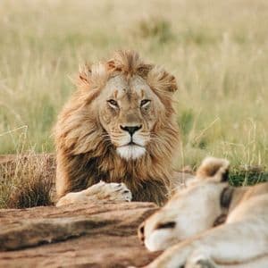 Un león macho con una melena completa mira a la cámara mientras descansa detrás de unas rocas, con una leona borrosa en primer plano.