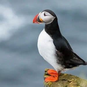 Primo piano di una pulcinella di mare atlantica con becco colorato, su una sporgenza rocciosa e sfondo marino sfocato.