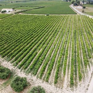 Una veduta aerea di un vasto vigneto con filari di viti verdi perfettamente allineati, accanto a una strada sterrata tortuosa.