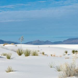 Un paesaggio di dolci dune di sabbia bianca punteggiate da piante di yucca e rada macchia, con una catena montuosa in lontananza sotto un cielo azzurro.