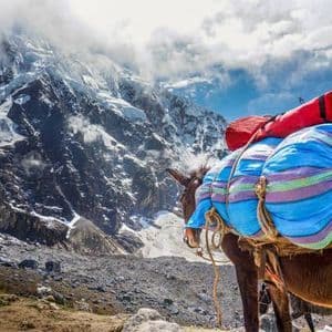 Una mula con equipaje colorido azul y rojo se encuentra en un sendero rocoso frente a una cordillera nevada.