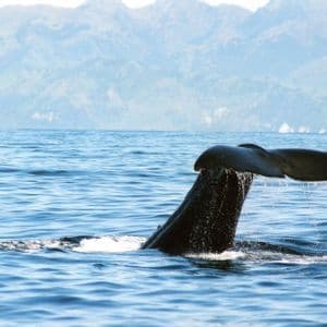La coda di una grande balena sbatte mentre si immerge nell'oceano blu, con una catena montuosa velata sullo sfondo.