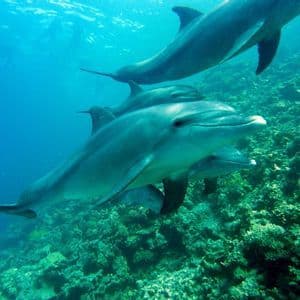 Vista subacquea di un branco di delfini che nuota in acqua cristallina sopra una grande barriera corallina.