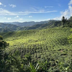 Piantagioni di tè di un verde brillante coprono dolci colline sotto un cielo azzurro con nuvole leggere, incorniciate da alberi rigogliosi in primo piano.