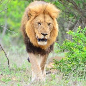 Un leone maschio con una folta criniera cammina verso la telecamera attraverso un paesaggio erboso con cespugli verdi sullo sfondo.