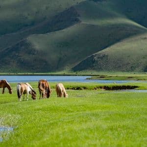 Quatre chevaux paissent dans un pré luxuriant et verdoyant, au bord d'une rivière, au pied de collines vallonnées.