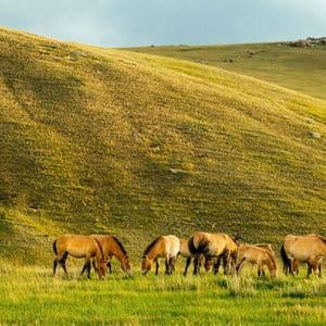 Un troupeau de chevaux sauvages broutant dans une prairie verdoyante au pied d'une grande colline vallonnée, sous un ciel de jour.