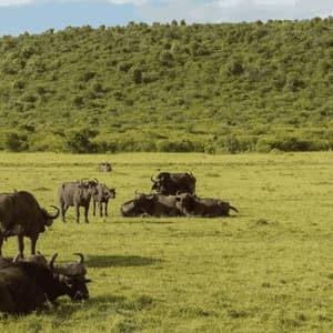 Una manada de búfalos africanos descansa y se mantiene en una sabana herbosa al pie de una gran colina verde.