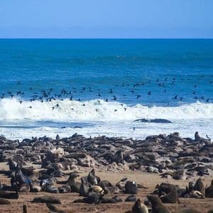 Una grande colonia di foche che riposa su una spiaggia rocciosa mentre uno stormo di uccelli vola sopra un'onda che si infrange.