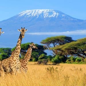 Drei Giraffen stehen in einer grasbewachsenen Savanne mit einem großen, schneebedeckten Berg und Akazienbäumen im Hintergrund.