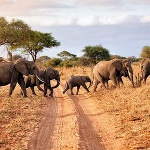 Eine Herde Elefanten, darunter ein kleines Kalb, geht in einer Reihe über einen Feldweg in einer grasbewachsenen Savanne.