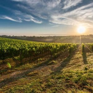 Die Sonne geht über einem Weinberg auf einem sanften Hügel auf und wirft lange Schatten zwischen die Reihen der grünen Weinreben.