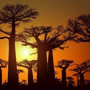 Un bosquet de baobabs se découpent en silhouette sur un ciel orangeoyant au coucher du soleil.
