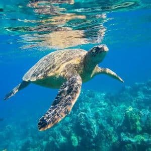 Une tortue marine nage dans une eau bleue et limpide, juste sous la surface, avec son reflet visible au-dessus et un récif corallien sur le fond marin.