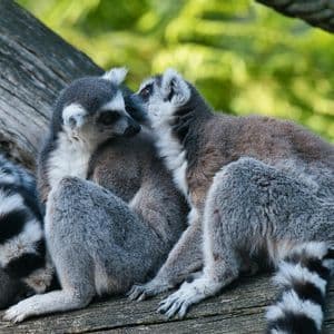 Deux lémuriens à queue annelée se blottissent sur une branche en bois, l'un contre l'autre, sur fond vert.