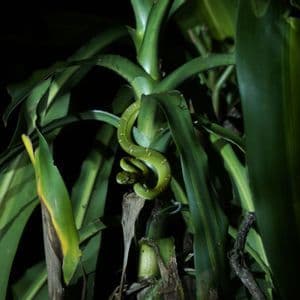 A coiled, bright green snake with yellow markings rests on the stalk of a leafy plant at night.