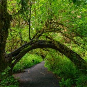 Un grande albero ricoperto di muschio forma un arco naturale sopra un sentiero di ghiaia in una fitta foresta verde.