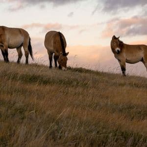Drei Wildpferde auf einem grasbewachsenen Hügel vor bewölktem Sonnenuntergangshimmel. Zwei grasen, während eines beobachtet.