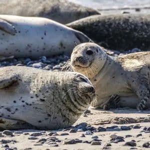 A group of spotted seals resting on a sandy and pebbly beach in the sunlight.