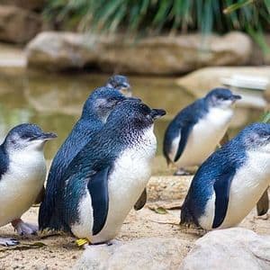 Eine Gruppe kleiner blauer Pinguine steht an einem sandigen, felsigen Ufer neben einem Gewässer.