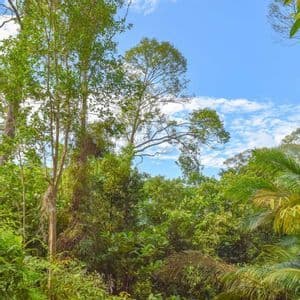 La lussureggiante volta verde di una giungla fitta, vista dal basso, con alberi alti che si protendono verso un cielo blu con nuvole bianche.
