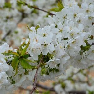 Primer plano de una rama de árbol cubierta de densos racimos de pequeñas flores blancas con centros amarillos y algunas hojas verdes.