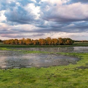 A wide view of a marsh covered in bright green aquatic plants, with a line of trees in the distance under a dramatic cloudy sky.