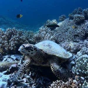 Una tartaruga embricata riposa su una barriera corallina in acque blu profonde, con piccoli pesci che nuotano sullo sfondo.