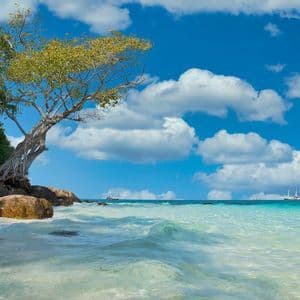 Una vista di un mare turchese da una costa sabbiosa e rocciosa, con un albero solitario che si protende sull'acqua sotto un cielo blu e nuvoloso.