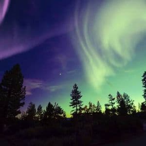 Auroras boreales moradas y verdes se arremolinan en el cielo nocturno sobre la silueta de un bosque de pinos.