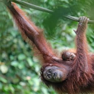 Eine Orang-Utan-Mutter hängt mit ihrem Baby, das sich an ihren Rücken klammert, an einer Liane vor verschwommenem Dschungelhintergrund.