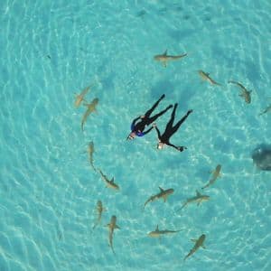 Due persone in muta fanno snorkeling mano nella mano, galleggiando in acqua limpida mentre sono circondate da piccoli squali e una razza.