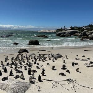 Una grande colonia di pinguini si raduna su una spiaggia sabbiosa vicino all'oceano, con alcuni in piedi e altri sdraiati sotto un cielo azzurro e limpido.