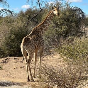 Una giraffa alta si erge su un terreno sabbioso tra arbusti secchi in una savana, voltando la testa per guardare la fotocamera.
