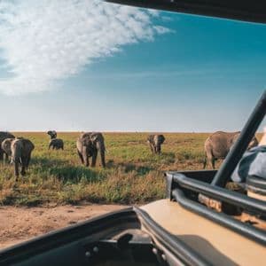 Una persona dentro de un jeep de safari fotografía una manada de elefantes caminando por una sabana verde bajo un cielo azul.
