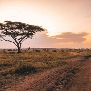 Un árbol de acacia solitario se alza junto a un camino de tierra que serpentea a través de una sabana al atardecer.