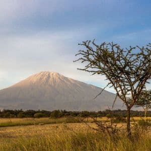 Un albero di acacia si staglia su una savana dorata, con una grande montagna illuminata dal sole sullo sfondo, sotto un cielo azzurro velato.